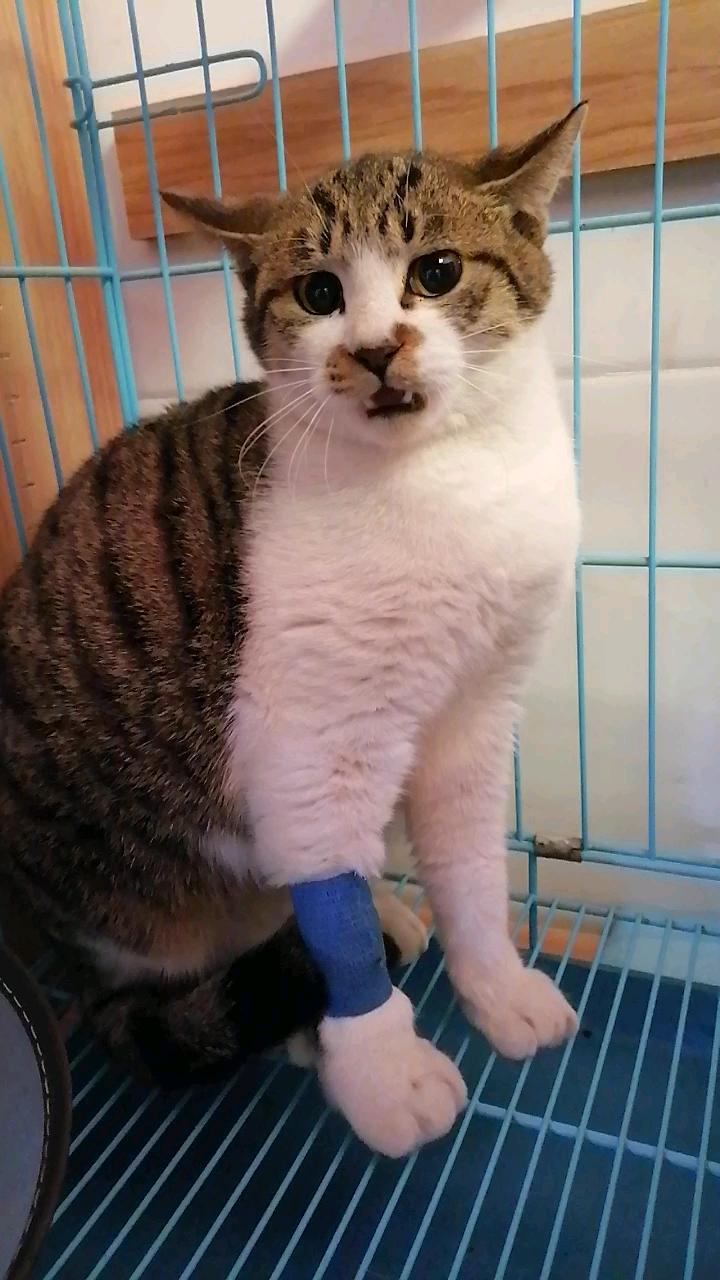 求收养狸花猫(公)