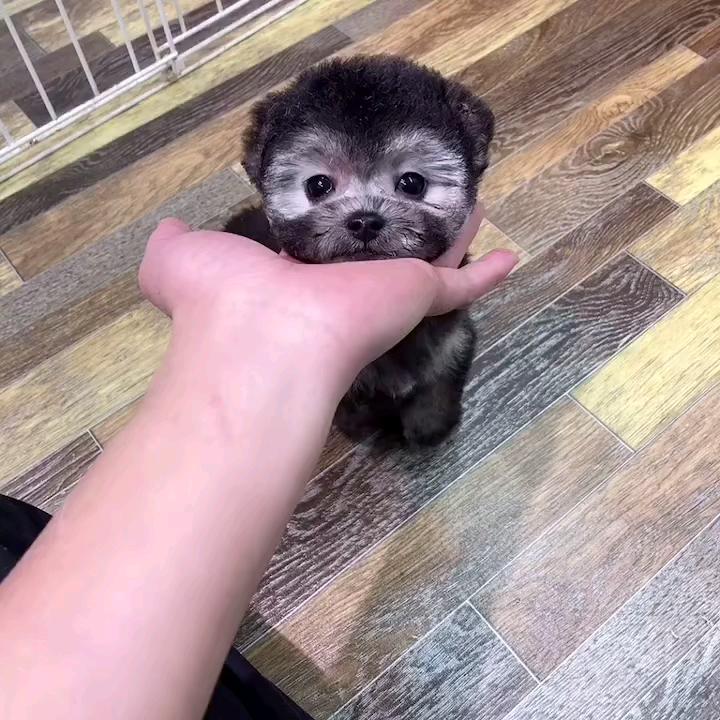 梦幻色泰迪,飞耳大眼娃娃脸.小体爆毛弟弟