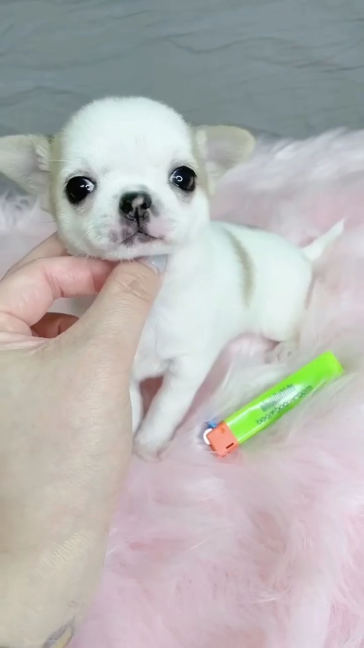 黄白花,正开脸超萌吉娃娃一针疫苗 [广告推广]