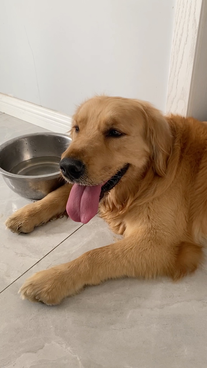 3岁纯正金毛外借配种 [广告推广]