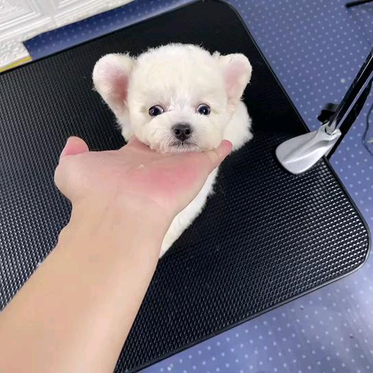 [宠物狗] 米奇耳 白泰迪 小母 [广告推广] 2针育苗 饲养无忧