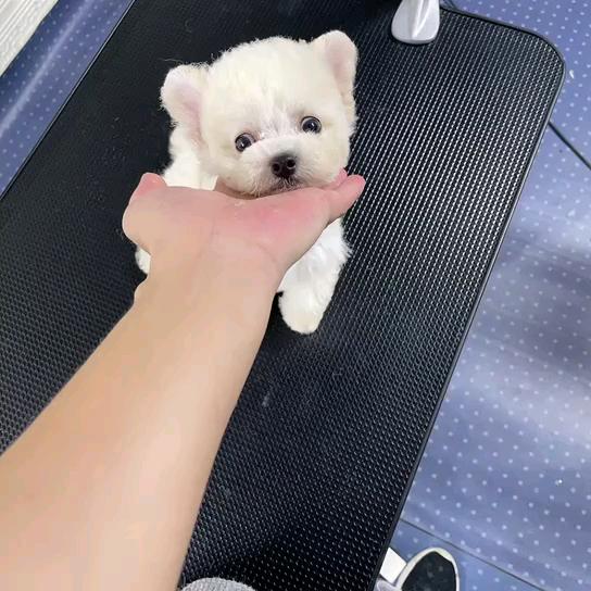 米奇耳 白泰迪 小母